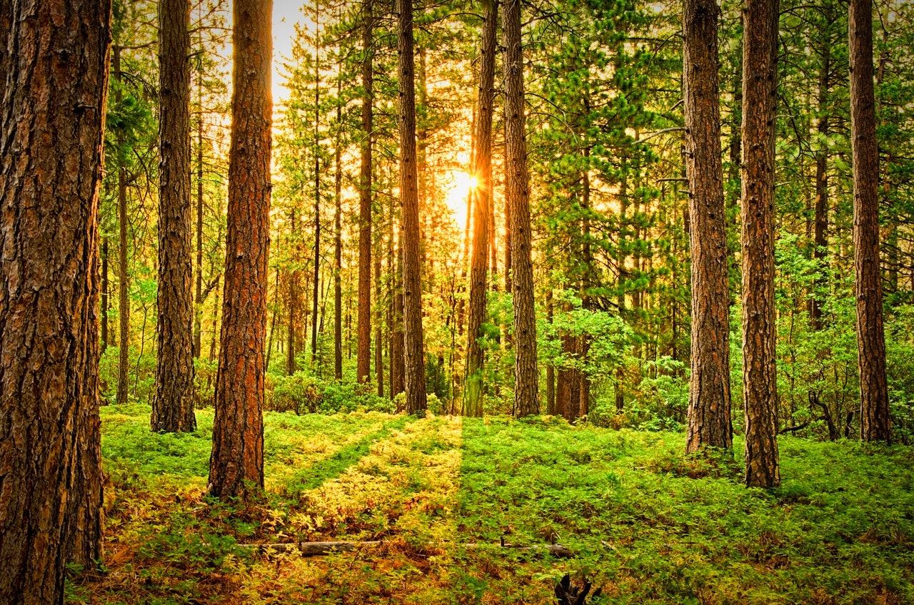 Sun rise looking through a green wooded forest