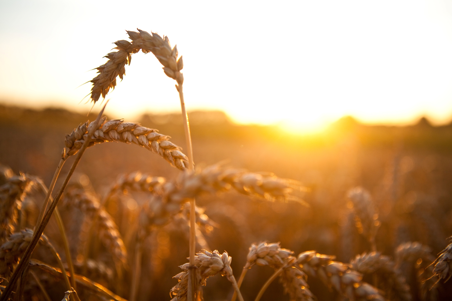 Wheat stallks in field with sun going down in background.